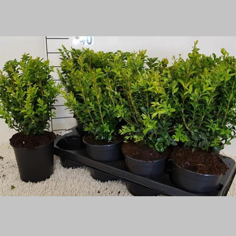 Buxus, 30 cm